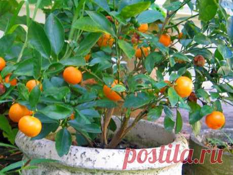 Цитрусовое деревце в доме | Дом интерьер и домашний уют | Женский журнал Lady.ru