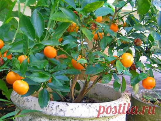 Цитрусовое деревце в доме | Дом интерьер и домашний уют | Женский журнал Lady.ru