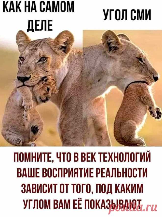 Изображение пина-истории