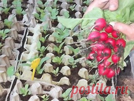 "Хозяйке на заметку" 
Совет опытного дачника для тех, кто "не как все". 
Редиска в яичных кассетах. 
Никакой прополки и мульчировать не надо - только полив!