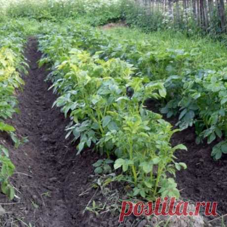 Как избавиться от парши и проволочника
