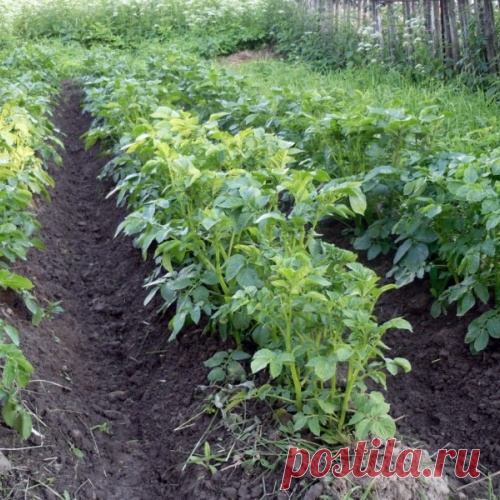 Как избавиться от парши и проволочника
