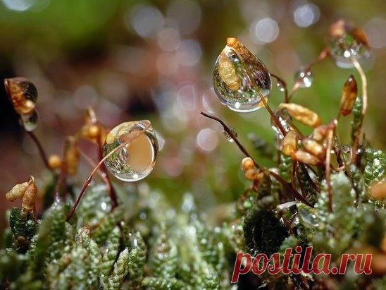 «Если лечить насморк, он проходит за неделю, а если не лечить – за 7 дней». 
А мы вылечим за два дня! Главное – не лениться!
* Лук.
- Разрежьте луковицу, между чешуйками есть прозрачная пленка похожая на целлофан – она-то нам и нужна. 
- Осторожно снять её и вложить в ноздрю, не глубоко. 
- Менять эту пленку надо каждые 2 часа, даже если выделений уже нет. 
Очень удобно – не болит, не печет, не течет, только еле заметный запах лука чувствуется… И так два дня. 
* Свекла.
- Отжать немного со