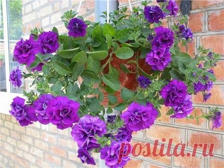 (99) Одноклассники