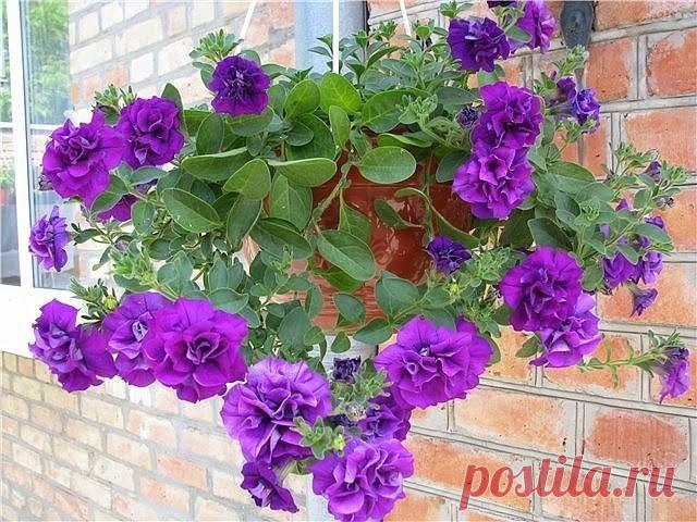 (99) Одноклассники