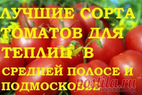 Лучшие сорта томатов для теплиц. Средняя полоса и Подмосковье