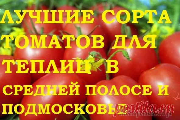 Лучшие сорта томатов для теплиц. Средняя полоса и Подмосковье
