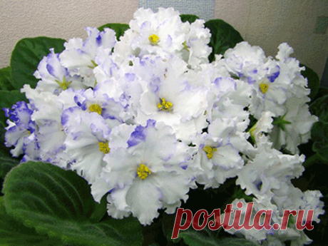 Уход за комнатной фиалкой.