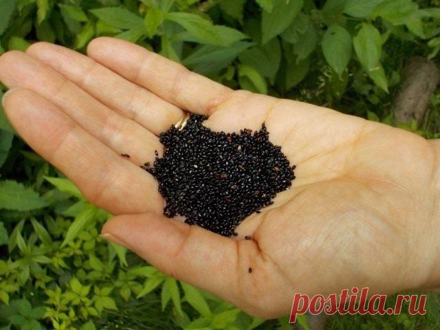 Как вырастить аквилегию из семян? Когда сажать, стратификация, посадка. В домашних условиях. Фото — Ботаничка.ru