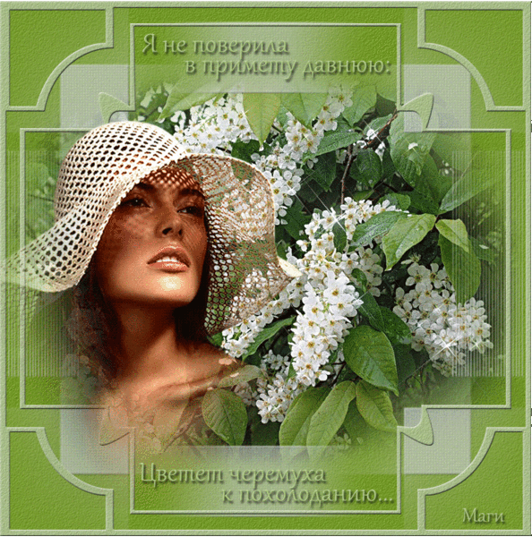 Черёмуха душистая - • Мир Красоты и Хорошего Настроения!!.. - Группы Мой Мир