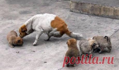 Двуногая собака стала прекрасной матерью / Питомцы