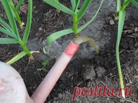 #чеснок
ЧЕМ ПОДКОРМИТЬ ЧЕСНОК В МАЕ ОТ ПОЖЕЛТЕНИЯ
Почему желтеют листья у чеснока?
Пожелтение листьев у чеснока может быть вызвано различными причинами. Но чаще всего это нарушение физиологических процессов в развитии: нехватка элементов питания, нарушение воздухообмена в корневой зоне, длительное отсутствие тепла, солнечной энергии и др. На фоне затяжных похолоданий почва имеет низкие температуры, и питание плохо усваивается растениями. Подкормки, внесенные ранее, размываются осадками.
Что на