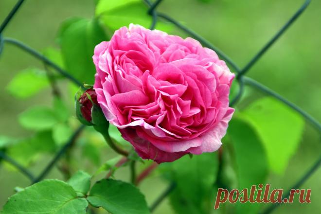 ...на свободу!