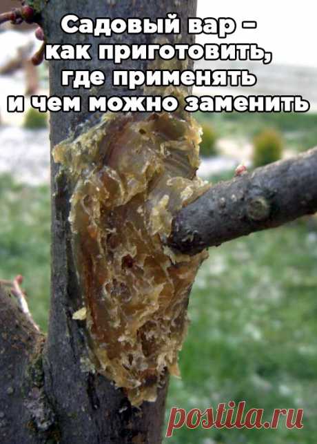 Садовый вар – как приготовить, где применять и чем можно заменить