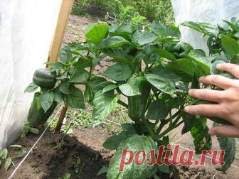 Про сверхранний перец Тритон | 6 соток