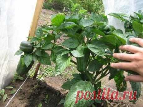 Про сверхранний перец Тритон | 6 соток