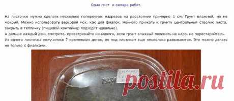 (1) Одноклассники
