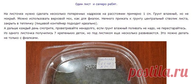 (1) Одноклассники