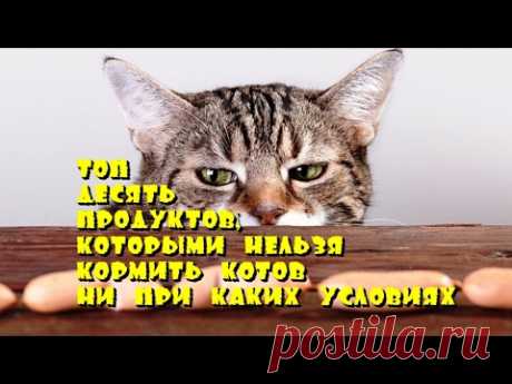 Топ десять продуктов, которыми нельзя кормить котов ни при каких условиях
