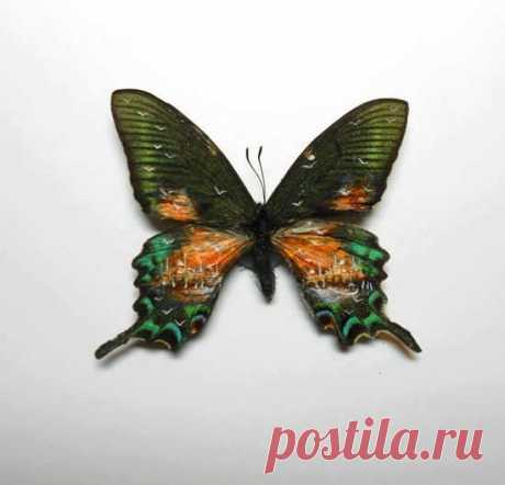 Картины на крыльях бабочек