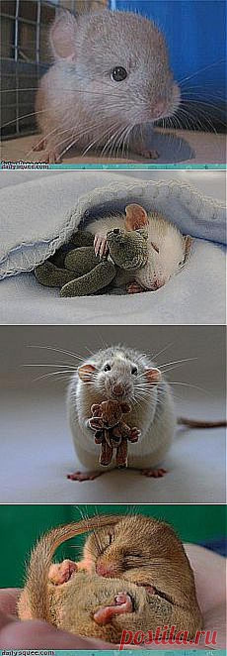 Грызуны-милашки!