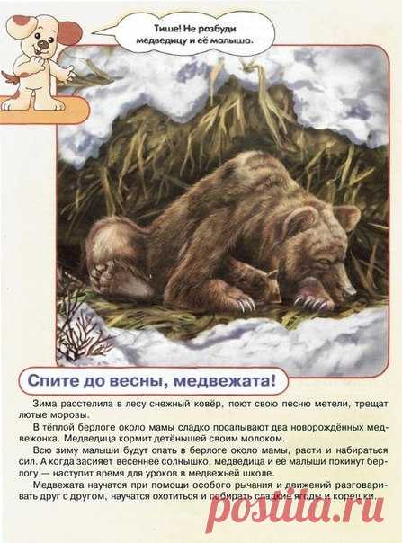 #плакаты@raz.deti 

Животные и их детёныши 
часть 2