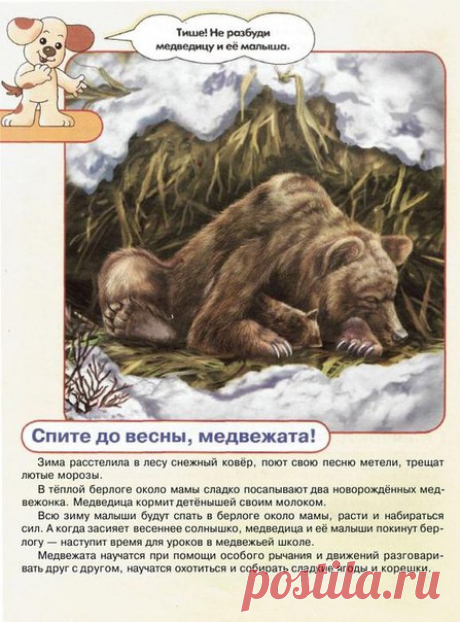 #плакаты@raz.deti 

Животные и их детёныши 
часть 2