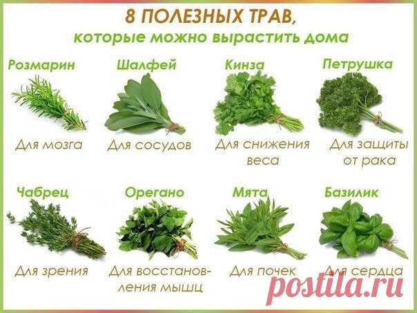 Сало засоленное холодным 