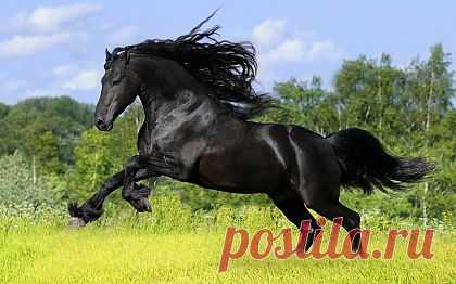 Черный жеребец фото