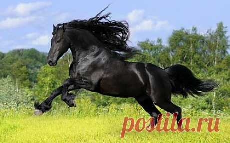 Черный жеребец фото