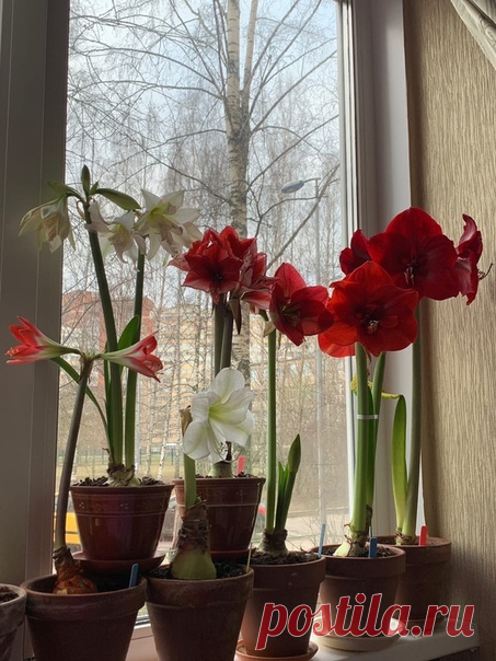 Утро начинается не с кофе ! СПб зима