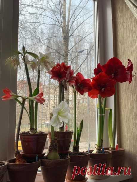 Утро начинается не с кофе ! СПб зима