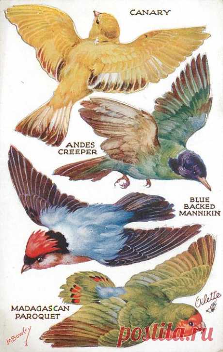 CANARY, ANDES CREEPER, BLUE BACKED MANNIKIN, MADAGASCAN PAROQUET - TuckDB Postcards