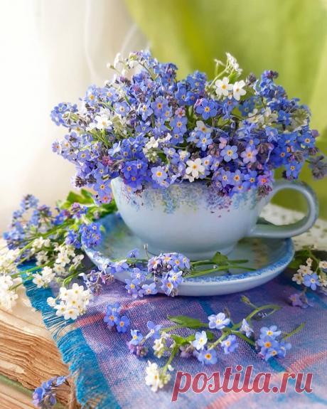 ...Есть такие цветы, люди есть - Незабудки:
Те, которых вовек невозможно Забыть... Ничего в них особого нету, как будто… С ними
Просто всё время...Рядом...Хочется Быть...