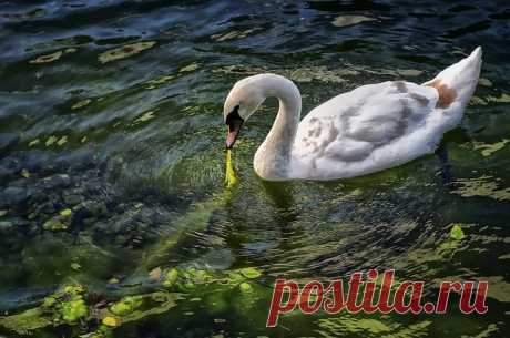 Лебедь, Птица, Животные, Воды - Бесплатное изображение на Pixabay - 547210