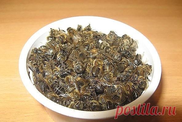 Пчелиный подмор поднимет умирающего/