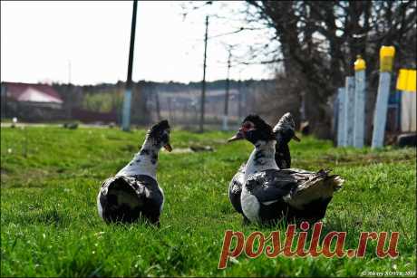 Фотопрогулки. Сельский гламур