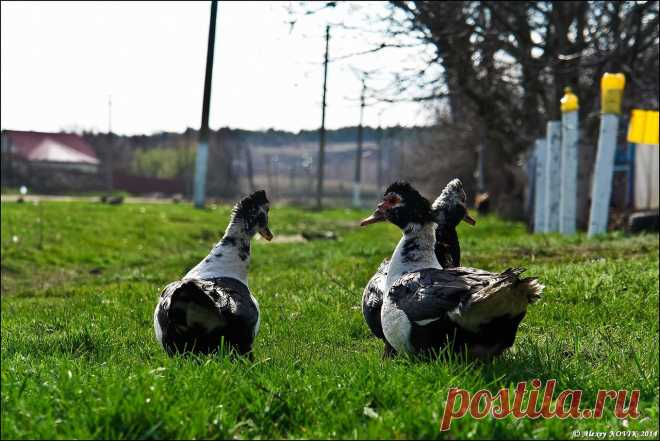 Фотопрогулки. Сельский гламур