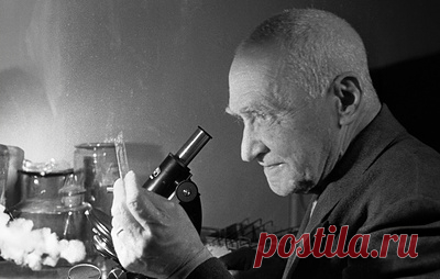 Микробиолог, победивший чуму, холеру и тиф: жизнь и работа Николая Гамалеи. 17 февраля 1859 года на свет появился выдающийся врач Николай Федорович Гамалея. Увлеченный микробиологией и эпидемиологией, инфекционист произвел настоящую революцию в вакцинировании. Не раз и не два он заражал себя опасными вирусами, чтобы проверить разработанные им вакцины. Рассказываем об удивительной жизни и открытиях исследователя
