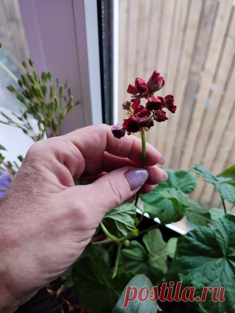 Чтобы листики не желтели, зеленели, здоровели и даже слабый цветок оживал.