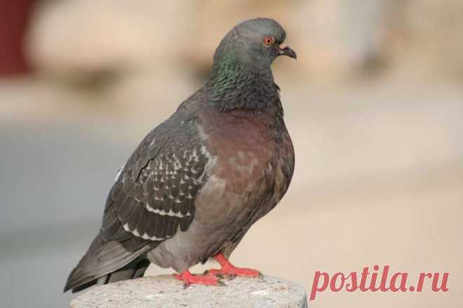 Как очистить картику от заднего фона в программе ЭДИТОР