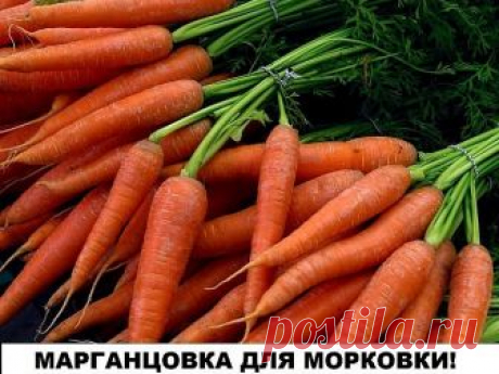 МАРГАНЦОВКА ДЛЯ МОРКОВКИ! 

Чтобы не привлечь морковную муху при прореживании моркови, нужно взять ведро воды и развести в нем 1 столовую ложку красного или черного молотого перца (хватит на 10 кв.м). Настаивать не нужно, лишь обрызгать морковь настоем перед прореживанием.

Если хотите получить урожай хорошей чистой моркови (без всякой гнили, заразы и т. д.) советую обязательно после второго прореживания в начале июля полить молодые растения водой (на ведро) с разведенной ...