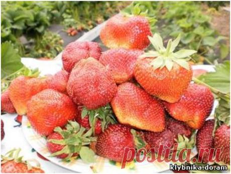 Тонна земляники с 1 сотки земли.