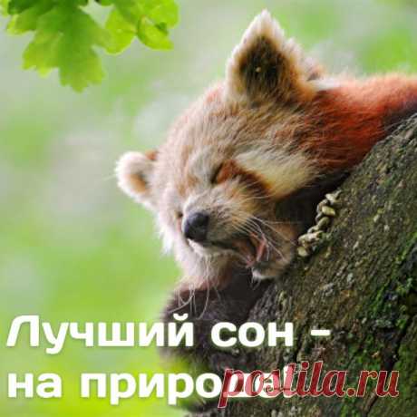 Вот и выходные приближаются, можно выспаться! А как хорошо спать где-нибудь на природе: в лесу, на даче, в горах... Отличных всем выходных, а тем, у кого начинается отпуск, хорошего полноценного отдыха! Ваш Гринпис!