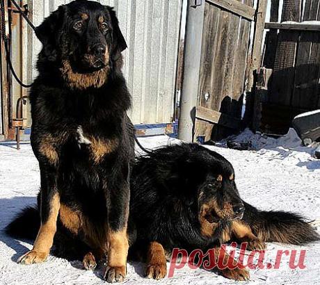 Две дочурки от Волчицы и Хойлога.