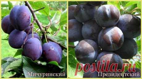 Лучшие сорта разновидности сливы Ренклод
