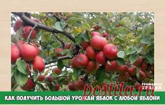 КАК ПОЛУЧИТЬ БОЛЬШОЙ УРОЖАЙ ЯБЛОК С ЛЮБОЙ ЯБЛОНИ!

 
Дерево молодое
Если дерево еще молодое, но уже облеплено плодами — проведите нормирование урожая. Когда плодики выглядят уже достаточно сформировавшимися, удалите центральный плодик из каждого пучка плодов (обычно их в каждом пучке по пять штук). Центральный плодик по качеству ниже и имеет неправильную форму. Также удалите все плодики с изъянами или неправильной формы. 

 
 
Дерево взрослое
 
Если дерево большое, постара...