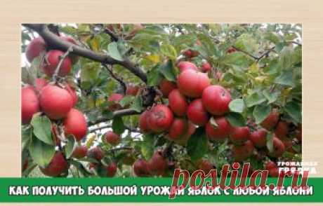 КАК ПОЛУЧИТЬ БОЛЬШОЙ УРОЖАЙ ЯБЛОК С ЛЮБОЙ ЯБЛОНИ!

 
Дерево молодое
Если дерево еще молодое, но уже облеплено плодами — проведите нормирование урожая. Когда плодики выглядят уже достаточно сформировавшимися, удалите центральный плодик из каждого пучка плодов (обычно их в каждом пучке по пять штук). Центральный плодик по качеству ниже и имеет неправильную форму. Также удалите все плодики с изъянами или неправильной формы. 

 
 
Дерево взрослое
 
Если дерево большое, постара...