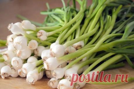 Красные черви в чесноке: что делать, фото паразита, каковы причины появления вредителя, как бороться или избавиться, а также чем обработать овощ