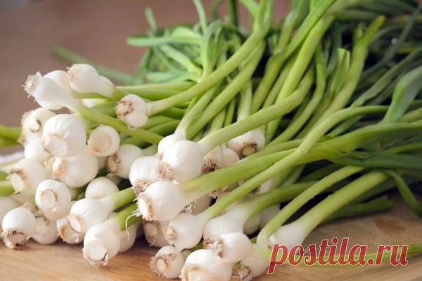 Красные черви в чесноке: что делать, фото паразита, каковы причины появления вредителя, как бороться или избавиться, а также чем обработать овощ